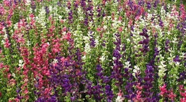 'Sage' Painted (Salvia Horminum) Garden Herb Seeds Suffolk Herbs