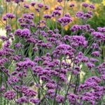 Verbena Bonariensis Perennial Flower Pack King's Seeds