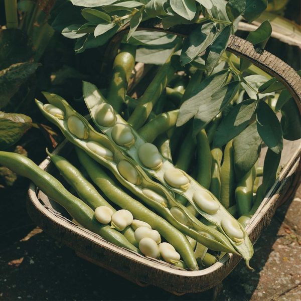 Broad Bean 'Bunyards Exhibition' Pack Kings Quality Seeds