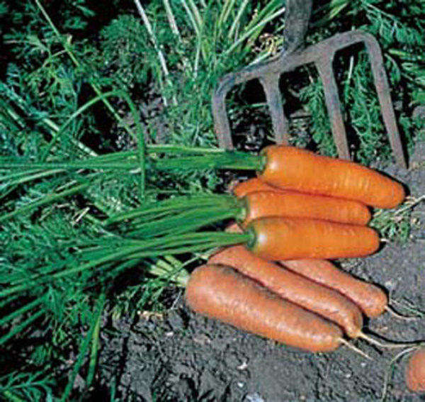 Carrot 'Flyaway F1' Pack King's Seeds RHS AGM