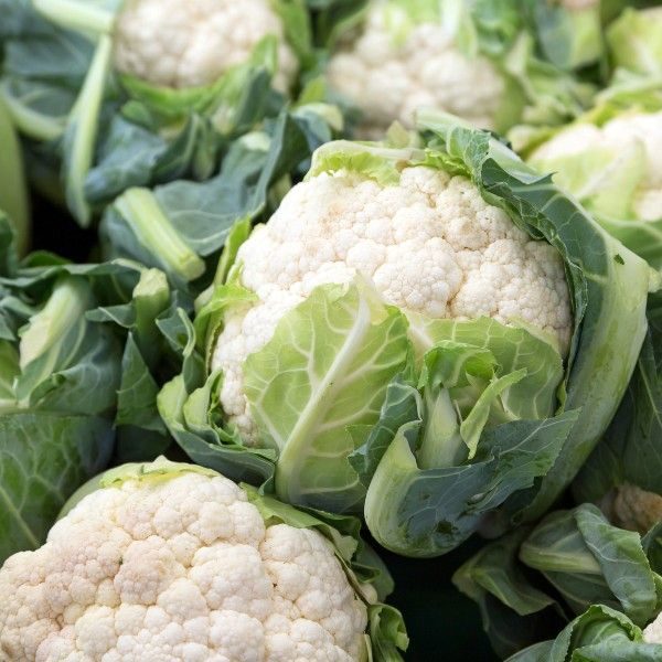 Cauliflower 'All The Year Round' Pack Kings Vegetable Seeds