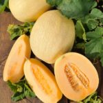Melon 'Emir F1' Pack King's Seeds RHS AGM