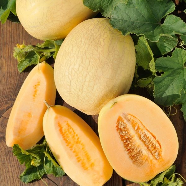 Melon 'Emir F1' Pack King's Seeds RHS AGM