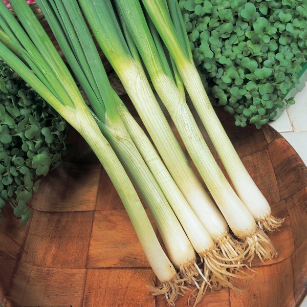 Spring Onion 'White Lisbon' Pack Kings Seeds