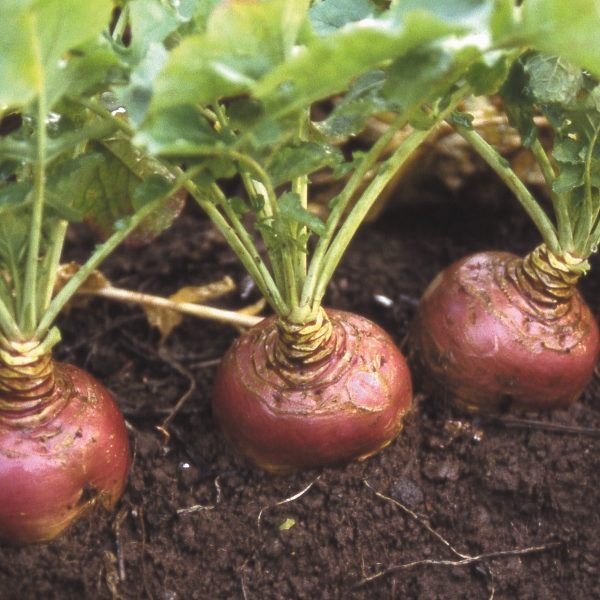 Swede 'Ruby' RHS AGM Pack Kings Quality Vegetable Seeds