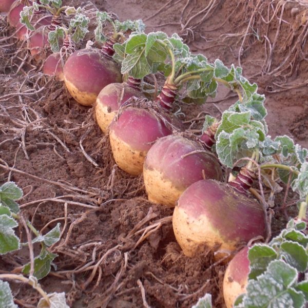 Swede 'Tweed F1' King's Quality Pack Vegetable Seeds