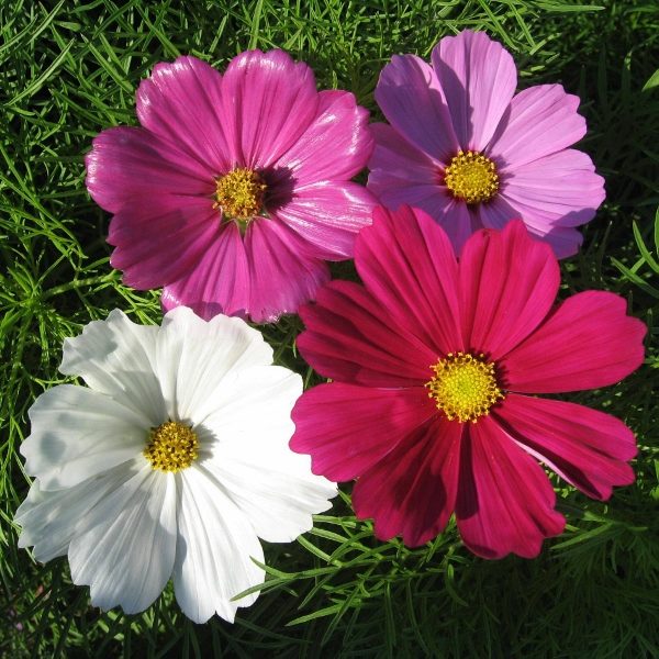 Cosmos Sensation Mixed Pack Kings Flower Seeds