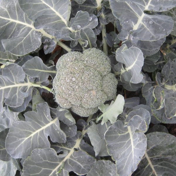 Calabrese 'Ironman F1' Pack Kings Quality Seeds
