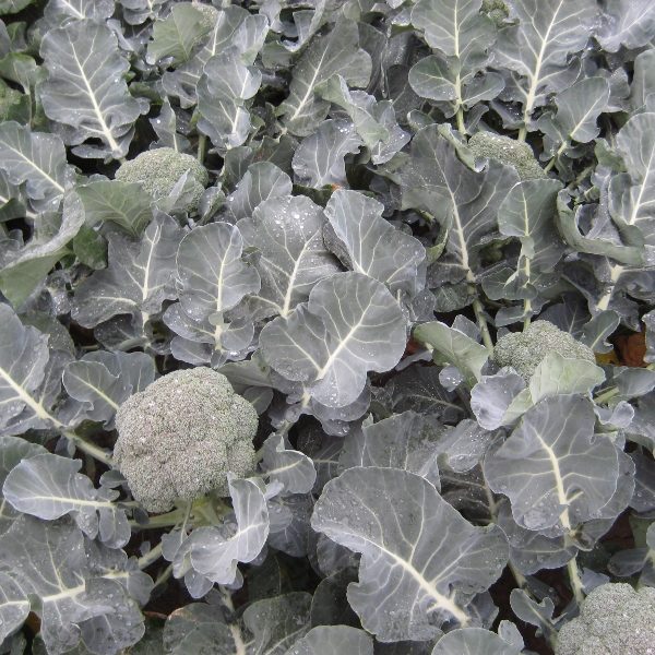 Calabrese 'Ironman F1' Pack Kings Quality Seeds