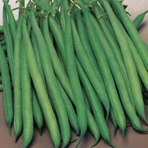 Dwarf French Bean 'Safari' (Award of Garden Merit) Pack Kings Seeds