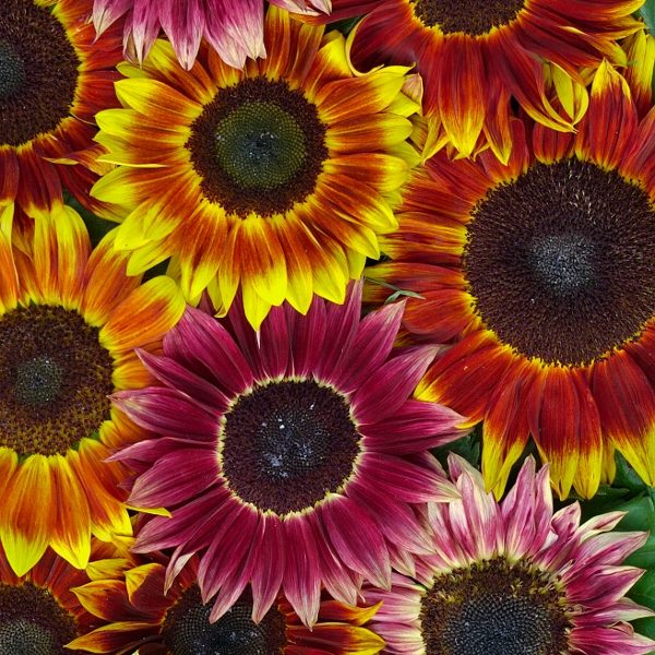 Sunflower Harlequin Mixed F1 Pack Kings Quality Seeds