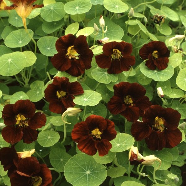 Nasturtium Black Velvet Kings Quality Pack Flower Seeds