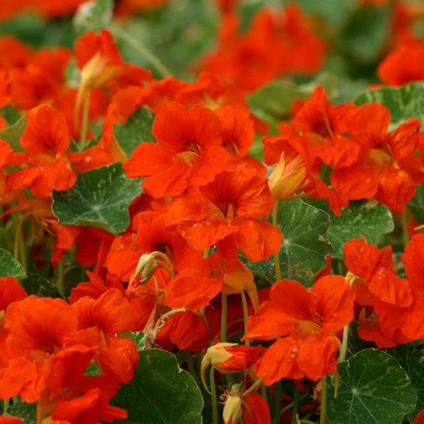 Nasturtium 'Orange Troika' Kings Quality Pack Flower Seeds