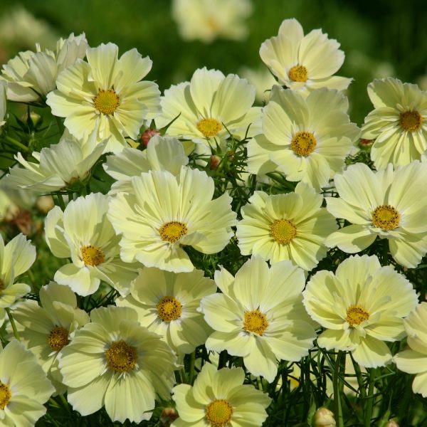 Cosmos Bipinnatus Xanthos Kings Quality Pack Flower Seeds