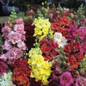 Antirrhinum Double Madame Butterfly F1 Pack Kings Quality Flower Seeds