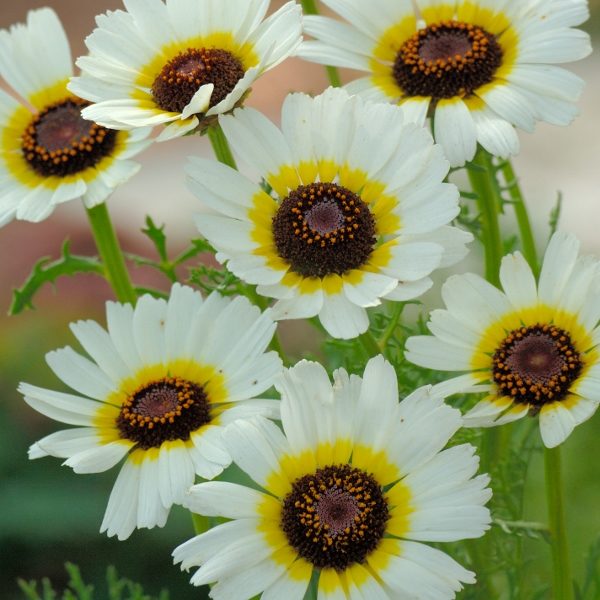 Chrysanthemum Polar Star Kings Quality Pack Flower Seeds