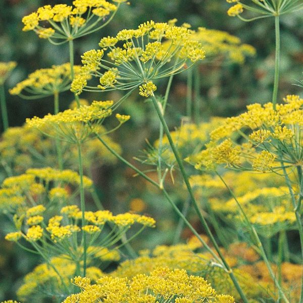 Herb 'Dill' Annual Herb Pack Kings Seeds