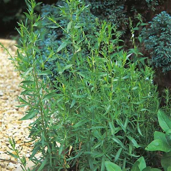 Russian Tarragon King's Quality Pack Herb Seeds