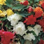 Begonia 'Pendula Mixed' WPC Prins Quality Bulbs/Tubers Value Pack x8 Bulbs