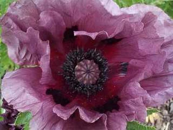 Papaver Oriental Poppy 'Patty's Plum' Perennial Bare Root Summer Flowering Pack x2
