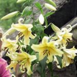 Tower / Skyscraper Lily 'Honeymoon' WPC Prins Bulbs & Tubers Pack x3