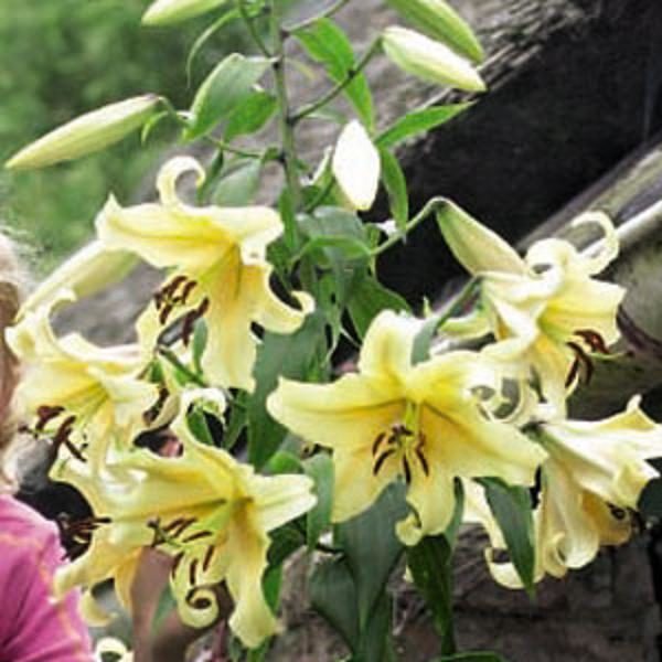 Tower / Skyscraper Lily 'Honeymoon' WPC Prins Bulbs & Tubers Pack x3