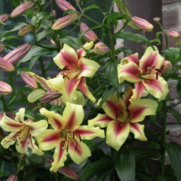 Tower / Skyscraper Lily 'Lavon' WPC Prins Bulbs & Tubers Pack x3