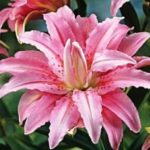 Lilium Lily Oriental 'Doubles Mixed' WPC Prins Bulbs Pack x4