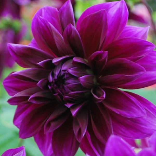 Dahlia Decorative 'Thomas Edison' WPC Prins Bulbs & Tubers Pack x1