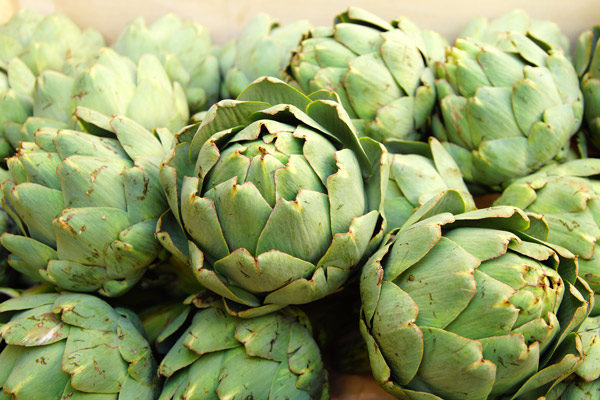 Artichoke 'Cardunculus' Vegetable Roots/Tubers WPC Prins Pack x3