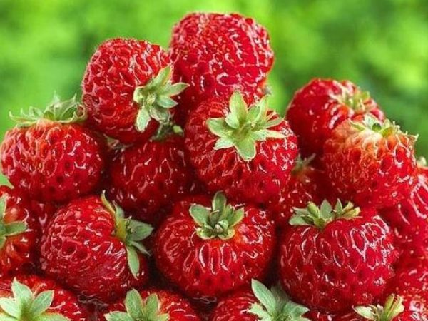 Framberry' Soft Fruit Vegetable Roots/Tubers WPC Prins Pack x3