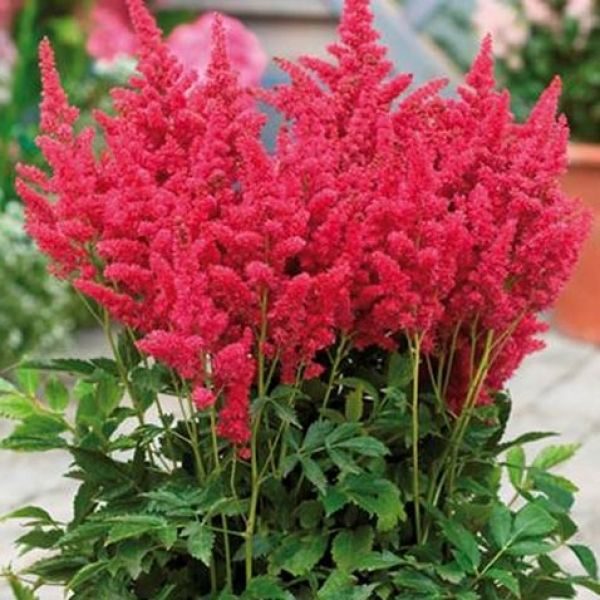 Astilbe 'Red' Perennial Root/Bulb/Tuber WPC Prins Pack x1