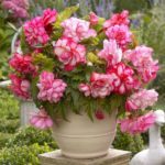Begonia Special 'Balcony Mixed' WPC Prins Bulbs/Tubers Pack x3