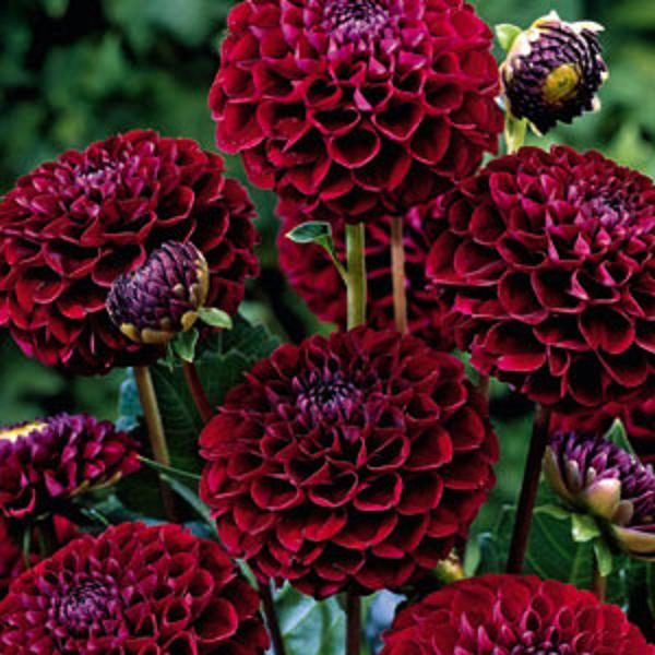 Dahlia Pom-Pom 'Natal' WPC Prins Quality Bulb/Tuber