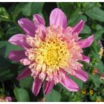 Dahlia Anemone 'Siemen Doorenbosch' WPC Prins Quality Bulb/Tuber