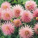 Dahlia Cactus/Border 'Park Princess' WPC Prins Bulb/Tuber