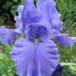 German Iris Germanica 'Blue' (Blue Bearded Iris) Rhizome WPC Prins Pack x1