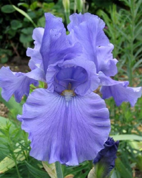 German Iris Germanica 'Blue' (Blue Bearded Iris) Rhizome WPC Prins Pack x1
