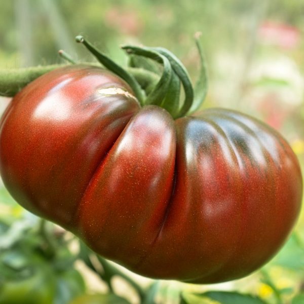 Tomato 'Black Russian' Pack Kings Quality Seed