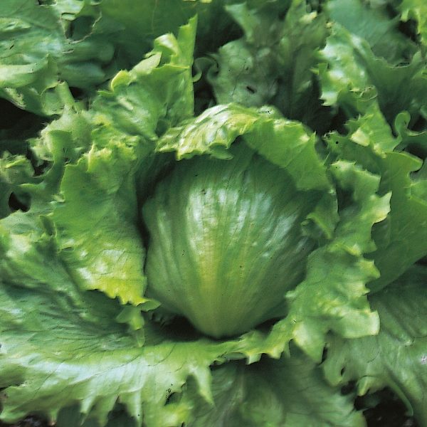 Lettuce 'Webbs Wonderful' King's Quality Seeds