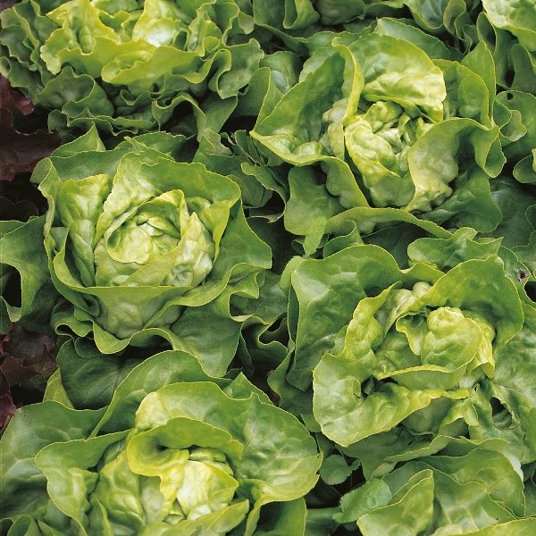 Lettuce 'Suzan' Pack Vegetable/Salad Seed King's Seeds