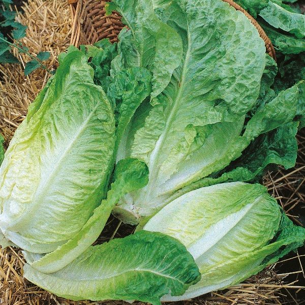Lettuce 'Winter Density' King's Quality Pack Vegetable Seeds