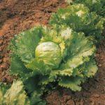 Lettuce Iceberg 'Saladin' Pack King's Vegetable Seeds