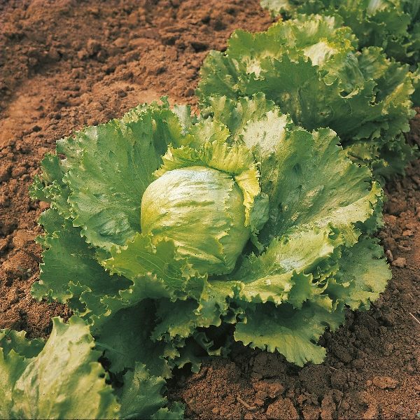 Lettuce Iceberg 'Saladin' Pack King's Vegetable Seeds