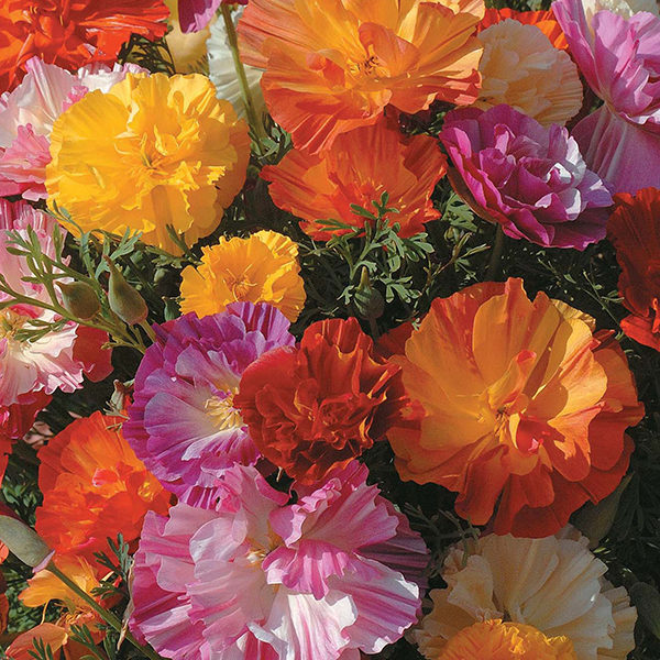 Eschscholtzia (California Poppy) 'Jelly Beans' Kings Quality Seed