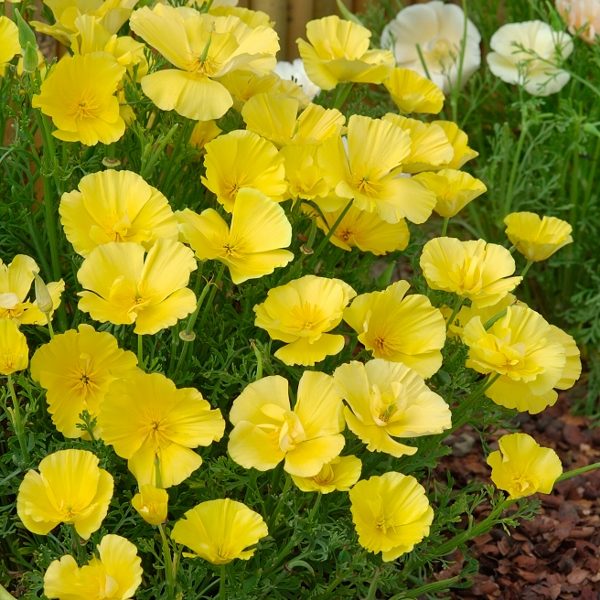 Eschscholtzia Butter Bush Kings Quality Pack Flower Seeds