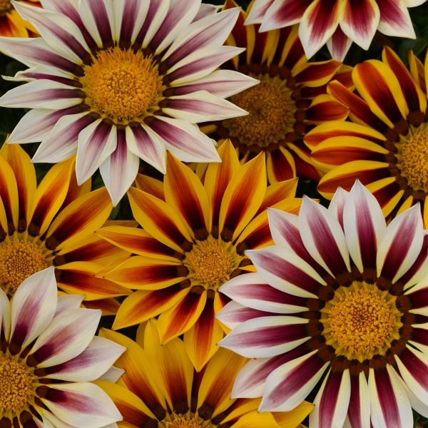 Gazania New Day Tiger Stripes Kings Pack Flower Seeds