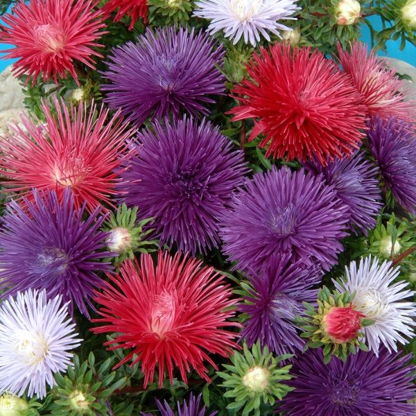 Aster 'Starlight Mixed' Pack King's Quality Seeds