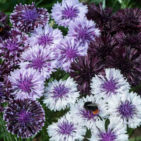 Cornflower 'Classic Magic' Pack King's Quality Seeds