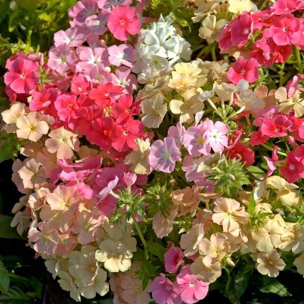 Phlox 'Coral Reef' Kings Quality Pack Flower Seeds